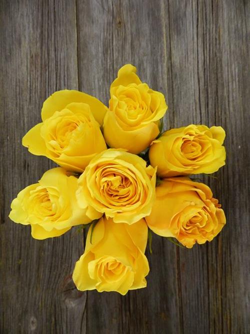 BIKINI  YELLOW ROSES